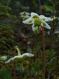 Attēlu rezultāti vaicājumam “Moneses uniflora flower”