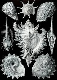 Image result for ernst haeckel