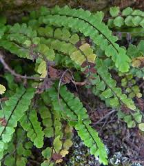 Attēlu rezultāti vaicājumam “Asplenium trichomanes”