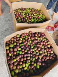 Attēlu rezultāti vaicājumam “Agrimonia pilosa bud”