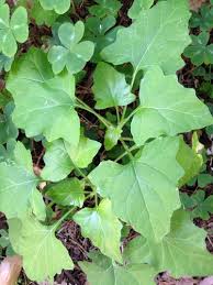 Attēlu rezultāti vaicājumam “Consolida regalis leaf”