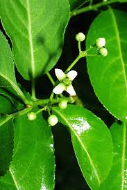 Attēlu rezultāti vaicājumam “Euonymus europaeus leaf”