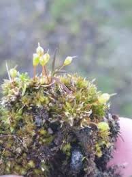 Attēlu rezultāti vaicājumam “Physcomitrium pyriforme”