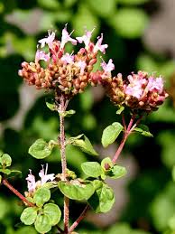 Attēlu rezultāti vaicājumam “Origanum vulgare bud”