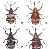 Attēlu rezultāti vaicājumam “Anthonomus phyllocola”