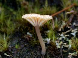 Attēlu rezultāti vaicājumam “Lichenomphalia umbellifera”