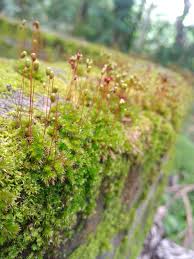 Attēlu rezultāti vaicājumam “Pogonatum nanum”