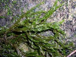 Attēlu rezultāti vaicājumam “Fontinalis antipyretica”