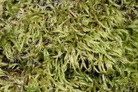 Attēlu rezultāti vaicājumam “Brachythecium salebrosum”