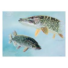 Attēlu rezultāti vaicājumam “Esox lucius”