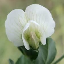 Attēlu rezultāti vaicājumam “Pisum sativum flower”