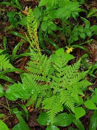 Attēlu rezultāti vaicājumam “Botrychium virginianum”