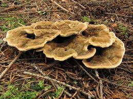 Attēlu rezultāti vaicājumam “Onnia tomentosa”