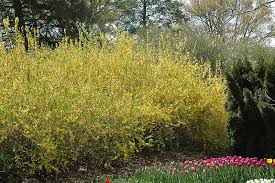 Attēlu rezultāti vaicājumam “Forsythia intermedia flower”