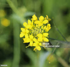Attēlu rezultāti vaicājumam “Rorippa sylvestris”