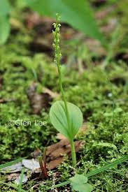 Attēlu rezultāti vaicājumam “Malaxis monophyllos flower”