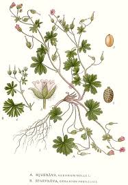 Attēlu rezultāti vaicājumam “Geranium pusillum flower”