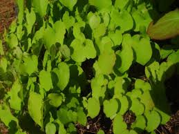 Attēlu rezultāti vaicājumam “Epimedium alpinum”