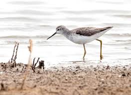 Attēlu rezultāti vaicājumam “Tringa stagnatilis”