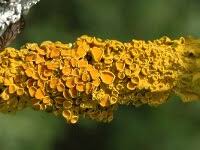 Attēlu rezultāti vaicājumam “Xanthoria polycarpa”