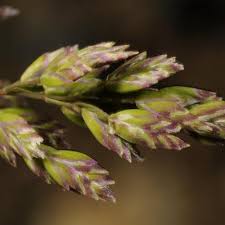 Attēlu rezultāti vaicājumam “Poa remota”