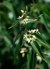 Attēlu rezultāti vaicājumam “Vincetoxicum hirundinaria fruit”