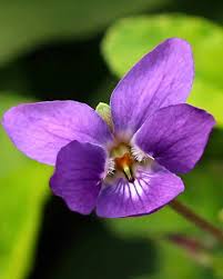 Image result for Viola odorata