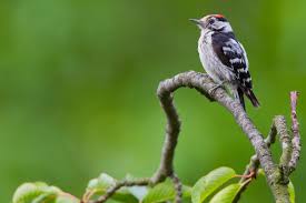 Attēlu rezultāti vaicājumam “Dendrocopos minor”
