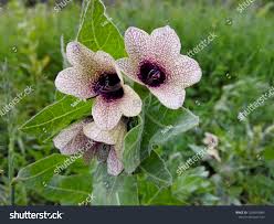 Attēlu rezultāti vaicājumam “Hyoscyamus niger”