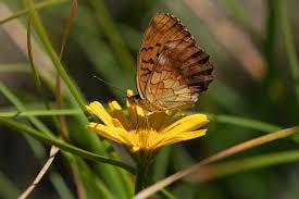 Attēlu rezultāti vaicājumam “Brenthis daphne underside”