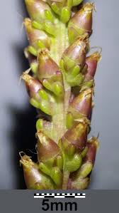 Attēlu rezultāti vaicājumam “Plantago lanceolata fruit”
