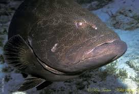 Image result for Mycteroperca phenax