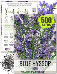 Attēlu rezultāti vaicājumam “Hyssopus officinalis”