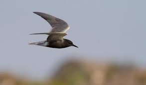 Attēlu rezultāti vaicājumam “Chlidonias niger”