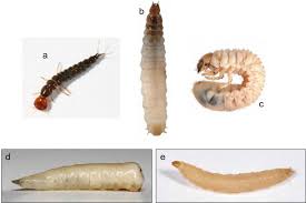 Attēlu rezultāti vaicājumam “larva”