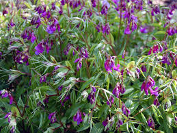 Attēlu rezultāti vaicājumam “Lathyrus vernus bud”