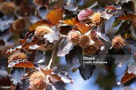 Attēlu rezultāti vaicājumam “Fagus sylvatica fo. purpurea fruit”