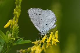 Attēlu rezultāti vaicājumam “Celastrina argiolus female”