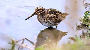 Image result for Lymnocryptes minimus