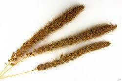 Attēlu rezultāti vaicājumam “Setaria italica”