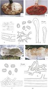 Attēlu rezultāti vaicājumam “Ganoderma lucidum”