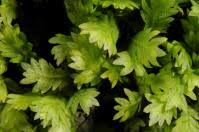 Attēlu rezultāti vaicājumam “Fissidens osmundoides”