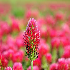 Image result for Trifolium incarnatum