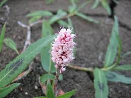 Attēlu rezultāti vaicājumam “Polygonum amphibium flower”