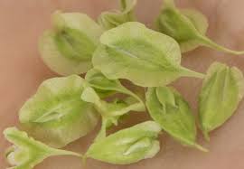 Attēlu rezultāti vaicājumam “Fallopia dumetorum fruit”