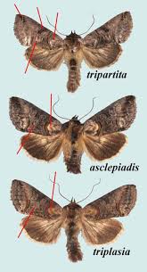 Attēlu rezultāti vaicājumam “Abrostola triplasia”