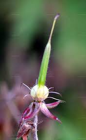 Attēlu rezultāti vaicājumam “Geranium pratense bud”