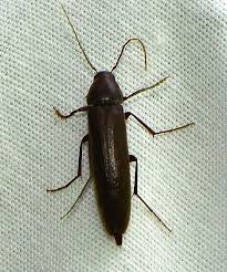 Attēlu rezultāti vaicājumam “Melandryidae”