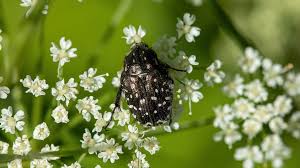 Attēlu rezultāti vaicājumam “Oxythyrea funesta imago”