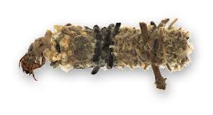 Attēlu rezultāti vaicājumam “Limnephilus larva”